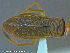  (Callicorixa alaskensis - UAM:Ento:231215)  @13 [ ] CreativeCommons - Attribution Non-Commercial No Derivatives (2014) Derek Sikes University of Alaska Museum