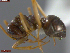  ( - UAM:Ento:235784)  @11 [ ] CreativeCommons  Attribution Non-Commercial No Derivatives (2024) Derek Sikes University of Alaska Museum