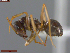  ( - UAM:Ento:235786)  @11 [ ] CreativeCommons  Attribution Non-Commercial No Derivatives (2024) Derek Sikes University of Alaska Museum