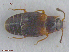  ( - UAM:Ento:237290)  @11 [ ] CreativeCommons  Attribution Non-Commercial No Derivatives (2016) Derek Sikes University of Alaska Museum