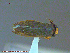  (Callicorixa producta - UAM:Ento:237237)  @13 [ ] CreativeCommons - Attribution Non-Commercial No Derivatives (2014) Derek Sikes University of Alaska Museum