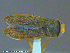  ( - UAM:Ento:237240)  @13 [ ] CreativeCommons - Attribution Non-Commercial No Derivatives (2014) Derek Sikes University of Alaska Museum
