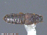  ( - UAM:Ento:237045)  @13 [ ] CreativeCommons - Attribution Non-Commercial No Derivatives (2015) Derek Sikes University of Alaska Museum