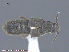  (Tarphiota fucicola - UAM:Ento:237444)  @12 [ ] CreativeCommons - Attribution Non-Commercial No Derivatives (2015) Derek Sikes University of Alaska Museum