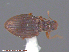  ( - UAM:Ento:237578)  @11 [ ] CreativeCommons - Attribution Non-Commercial No Derivatives (2015) Derek Sikes University of Alaska Museum