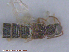  ( - UAM:Ento:237544)  @13 [ ] CreativeCommons - Attribution Non-Commercial No Derivatives (2015) Derek Sikes University of Alaska Museum