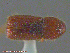  ( - UAM:Ento:238342)  @11 [ ] CreativeCommons - Attribution Non-Commercial No Derivatives (2014) Derek Sikes University of Alaska Museum