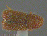  ( - UAM:Ento:238345)  @11 [ ] CreativeCommons - Attribution Non-Commercial No Derivatives (2014) Derek Sikes University of Alaska Museum