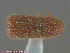  ( - UAM:Ento:238344)  @11 [ ] CreativeCommons - Attribution Non-Commercial No Derivatives (2014) Derek Sikes University of Alaska Museum
