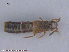  ( - UAM:Ento:239746)  @11 [ ] CreativeCommons - Attribution Non-Commercial No Derivatives (2015) Derek Sikes University of Alaska Museum