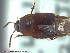  ( - UAM:Ento:240077)  @11 [ ] CreativeCommons - Attribution Non-Commercial No Derivatives (2014) Derek Sikes University of Alaska Museum