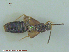  (Atheta nr. picipennis - UAM:Ento:240325)  @13 [ ] CreativeCommons - Attribution Non-Commercial No Derivatives (2015) Derek Sikes University of Alaska Museum