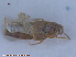  ( - UAM:Ento:240472)  @12 [ ] CreativeCommons - Attribution Non-Commercial No Derivatives (2015) Derek Sikes University of Alaska Museum