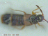  ( - UAM:Ento:240476)  @11 [ ] CreativeCommons - Attribution Non-Commercial No Derivatives (2015) Derek Sikes University of Alaska Museum