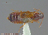  ( - UAM:Ento:240538)  @11 [ ] CreativeCommons - Attribution Non-Commercial No Derivatives (2014) Derek Sikes University of Alaska Museum