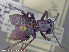  ( - UAM:Ento:241286)  @12 [ ] CreativeCommons - Attribution Non-Commercial No Derivatives (2015) Derek Sikes University of Alaska Museum