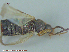  ( - UAM:Ento:241961)  @11 [ ] CreativeCommons - Attribution Non-Commercial No Derivatives (2015) Derek Sikes University of Alaska Museum