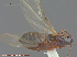  ( - UAM:Ento:242078)  @11 [ ] CreativeCommons - Attribution Non-Commercial No Derivatives (2014) Derek Sikes University of Alaska Museum