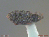  ( - UAM:Ento:242403)  @11 [ ] CreativeCommons  Attribution Non-Commercial No Derivatives (2018) Derek Sikes University of Alaska Museum
