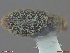  ( - UAM:Ento:242402)  @11 [ ] CreativeCommons  Attribution Non-Commercial No Derivatives (2018) Derek Sikes University of Alaska Museum
