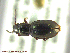  (Pterostichus nivalis - UAM:Ento:242822)  @13 [ ] CreativeCommons - Attribution Non-Commercial No Derivatives (2014) Derek Sikes University of Alaska Museum
