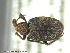  (Lepidophorus - UAM:Ento:242826)  @14 [ ] CreativeCommons - Attribution Non-Commercial No Derivatives (2014) Derek Sikes University of Alaska Museum