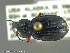  (Pterostichus agonus - UAM:Ento:244188)  @14 [ ] CreativeCommons - Attribution Non-Commercial No Derivatives (2014) Derek Sikes University of Alaska Museum