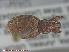  ( - UAM:Ento:244909)  @12 [ ] CreativeCommons - Attribution Non-Commercial No Derivatives (2015) Derek Sikes University of Alaska Museum