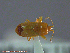  ( - UAM:Ento:245784)  @11 [ ] CreativeCommons - Attribution Non-Commercial No Derivatives (2014) Derek Sikes University of Alaska Museum