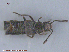  ( - UAM:Ento:245995)  @11 [ ] CreativeCommons - Attribution Non-Commercial No Derivatives (2015) Derek Sikes University of Alaska Museum