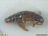  ( - UAM:Ento:251613)  @11 [ ] CreativeCommons  Attribution Non-Commercial No Derivatives (2018) Derek Sikes University of Alaska Museum