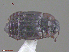  ( - UAM:Ento:253291)  @12 [ ] CreativeCommons  Attribution Non-Commercial No Derivatives (2016) Derek Sikes University of Alaska Museum