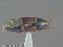  ( - UAM:Ento:256272)  @11 [ ] CreativeCommons - Attribution Non-Commercial No Derivatives (2014) Derek Sikes University of Alaska Museum