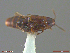  ( - UAM:Ento:256273)  @11 [ ] CreativeCommons  Attribution Non-Commercial No Derivatives (2018) Derek Sikes University of Alaska Museum
