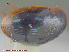  ( - UAM:Ento:282536)  @12 [ ] CreativeCommons - Attribution Non-Commercial No Derivatives (2014) Derek Sikes University of Alaska Museum