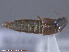  ( - UAM:Ento:259231)  @11 [ ] CreativeCommons - Attribution Non-Commercial No Derivatives (2015) Derek Sikes University of Alaska Museum
