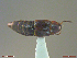  ( - UAM:Ento:262029)  @11 [ ] CreativeCommons  Attribution Non-Commercial No Derivatives (2018) Derek Sikes University of Alaska Museum