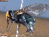  ( - UAM:Ento:260475)  @11 [ ] CreativeCommons  Attribution Non-Commercial No Derivatives (2023) Derek Sikes University of Alaska Museum