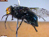  ( - UAM:Ento:260482)  @11 [ ] CreativeCommons  Attribution Non-Commercial No Derivatives (2023) Derek Sikes University of Alaska Museum