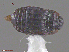  ( - UAM:Ento:261012)  @11 [ ] CreativeCommons  Attribution Non-Commercial No Derivatives (2016) Derek Sikes University of Alaska Museum
