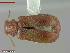  ( - UAM:Ento:283577)  @11 [ ] CreativeCommons  Attribution Non-Commercial No Derivatives (2022) Derek Sikes University of Alaska Museum