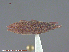  ( - UAM:Ento:285193)  @12 [ ] CreativeCommons - Attribution Non-Commercial No Derivatives (2015) Derek Sikes University of Alaska Museum