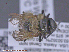  ( - UAM:Ento:286164)  @12 [ ] CreativeCommons - Attribution Non-Commercial No Derivatives (2015) Derek Sikes University of Alaska Museum