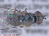  ( - UAM:Ento:286275)  @12 [ ] CreativeCommons - Attribution Non-Commercial No Derivatives (2015) Derek Sikes University of Alaska Museum