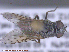  ( - UAM:Ento:286975)  @11 [ ] CreativeCommons - Attribution Non-Commercial No Derivatives (2015) Derek Sikes University of Alaska Museum