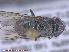  (Cheilosia columbiae - UAM:Ento:286976)  @11 [ ] CreativeCommons - Attribution Non-Commercial No Derivatives (2015) Derek Sikes University of Alaska Museum