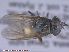  ( - UAM:Ento:286979)  @11 [ ] CreativeCommons - Attribution Non-Commercial No Derivatives (2015) Derek Sikes University of Alaska Museum