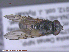  (Cheilosia bigelowi - UAM:Ento:286980)  @11 [ ] CreativeCommons - Attribution Non-Commercial No Derivatives (2015) Derek Sikes University of Alaska Museum