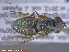  ( - UAM:Ento:287455)  @13 [ ] CreativeCommons - Attribution Non-Commercial No Derivatives (2015) Derek Sikes University of Alaska Museum