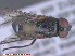  ( - UAM:Ento:286977)  @13 [ ] CreativeCommons - Attribution Non-Commercial No Derivatives (2015) Derek Sikes University of Alaska Museum